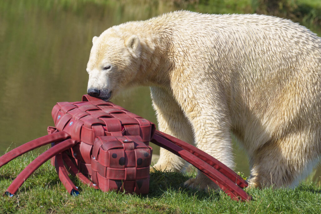 Polar bear