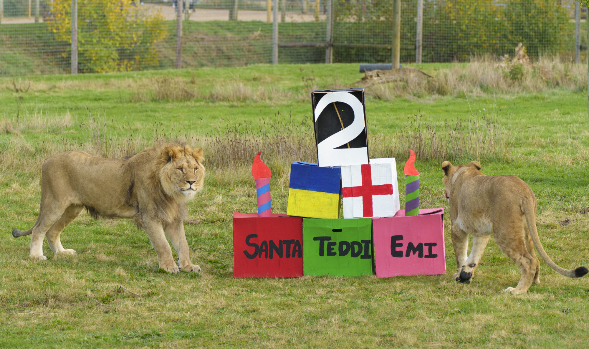 Image name YWP Lions Bday 003 the 6 image from the post Happy 2nd birthday to YWP's rescued lion cubs in Yorkshire.com.