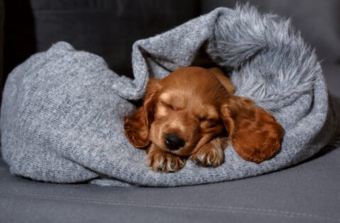 Image name puppy the 1 image from the post How to Keep Your Pet Calm and Happy During Firework Season in Yorkshire.com.