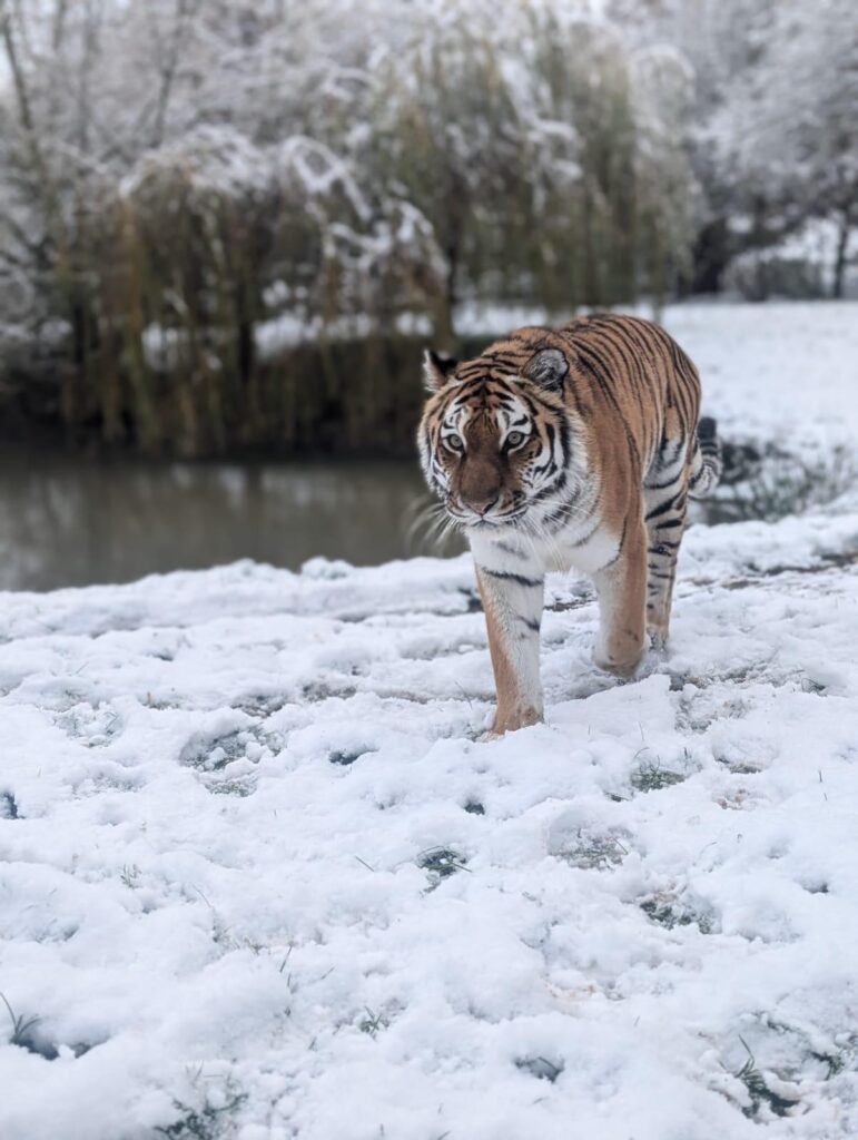 Yorkshire Wildlife Park: A Year in Pictures 2024 Post image 3 Image name Bex Brown 2 the 3 image from the post Yorkshire Wildlife Park: A Year in Pictures 2024 in Yorkshire.com.