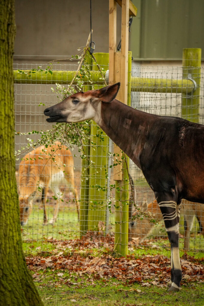 Yorkshire Wildlife Park: A Year in Pictures 2024 Post image 9 Image name DSC02716 the 9 image from the post Yorkshire Wildlife Park: A Year in Pictures 2024 in Yorkshire.com.