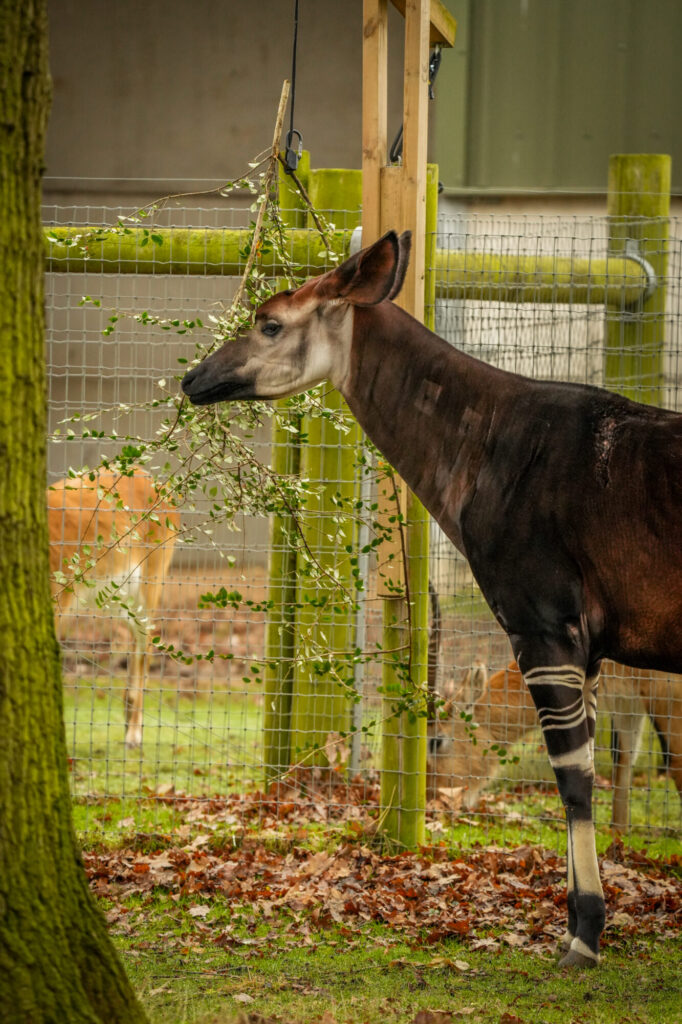 Yorkshire Wildlife Park: A Year in Pictures 2024 Post image 8 Image name DSC02720 the 8 image from the post Yorkshire Wildlife Park: A Year in Pictures 2024 in Yorkshire.com.