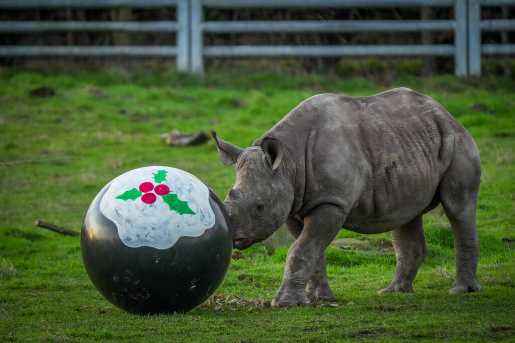 Yorkshire Wildlife Park: A Year in Pictures 2024 Post image 7 Image name DSC03723 the 7 image from the post Yorkshire Wildlife Park: A Year in Pictures 2024 in Yorkshire.com.