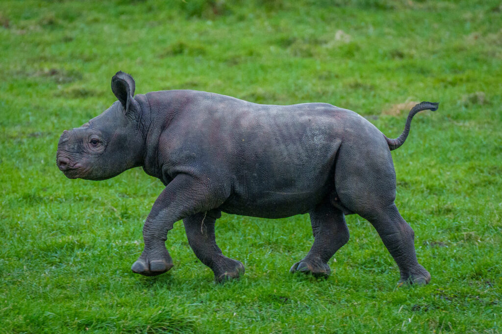 Yorkshire Wildlife Park: A Year in Pictures 2024 Post image 4 Image name Yorkshire Wildlife Park Rhino 005 the 4 image from the post Yorkshire Wildlife Park: A Year in Pictures 2024 in Yorkshire.com.