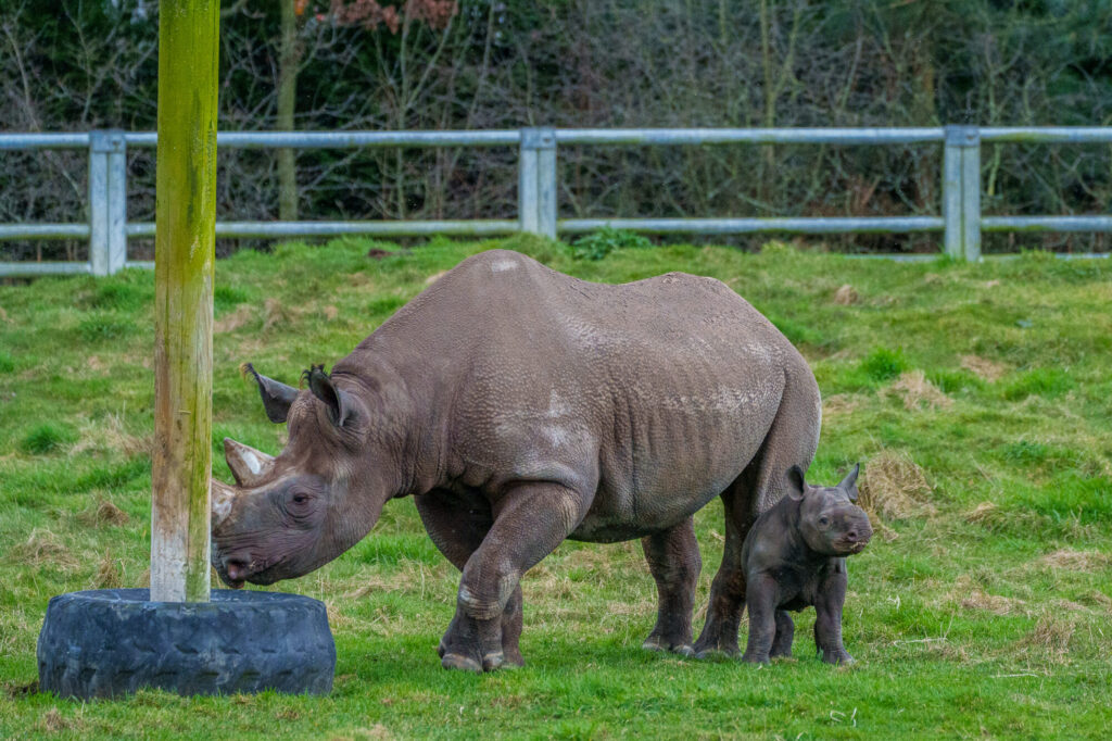 Yorkshire Wildlife Park: A Year in Pictures 2024 Post image 5 Image name Yorkshire Wildlife Park Rhino 010 the 5 image from the post Yorkshire Wildlife Park: A Year in Pictures 2024 in Yorkshire.com.