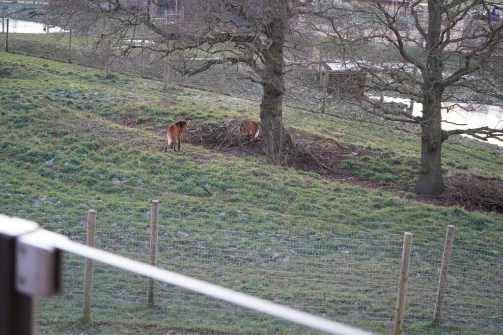 Image name DSC00565 the 1 image from the post Yorkshire Wildlife Park Hotel Adds 25 New Rooms: What’s New at the Hex Wildlife Hotel? in Yorkshire.com.