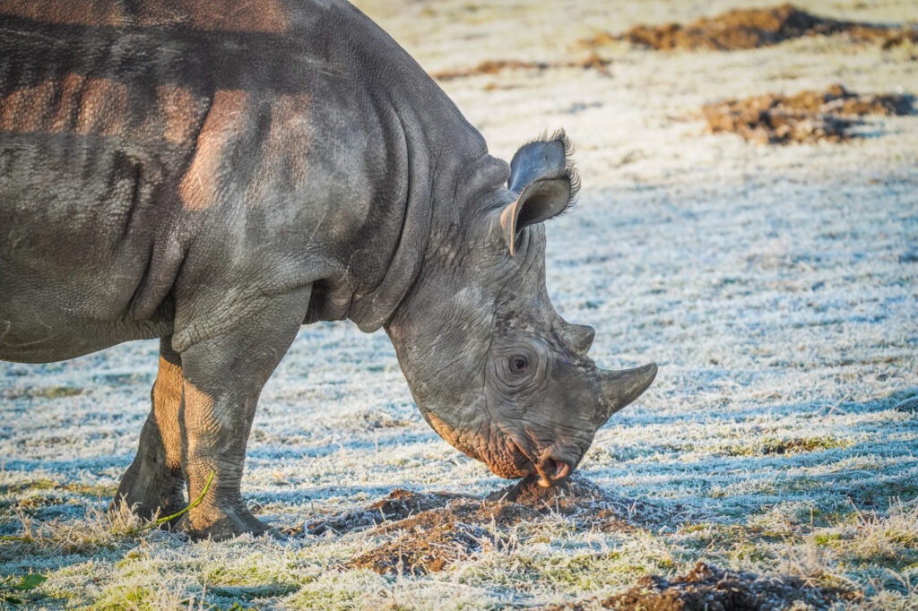 How Yorkshire Wildlife Park’s Black Rhino Rocco Is Helping Save His Species Post image 10 Image name DSC06878 the 10 image from the post How Yorkshire Wildlife Park’s Black Rhino Rocco Is Helping Save His Species in Yorkshire.com.