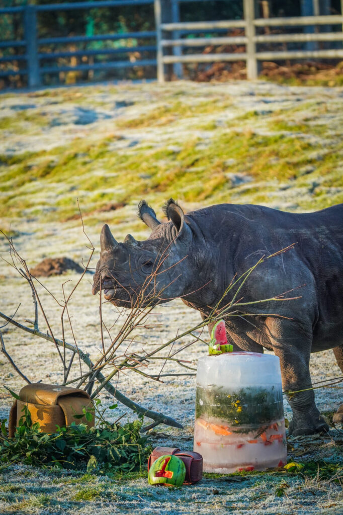 How Yorkshire Wildlife Park’s Black Rhino Rocco Is Helping Save His Species Post image 6 Image name DSC06917 the 6 image from the post How Yorkshire Wildlife Park’s Black Rhino Rocco Is Helping Save His Species in Yorkshire.com.