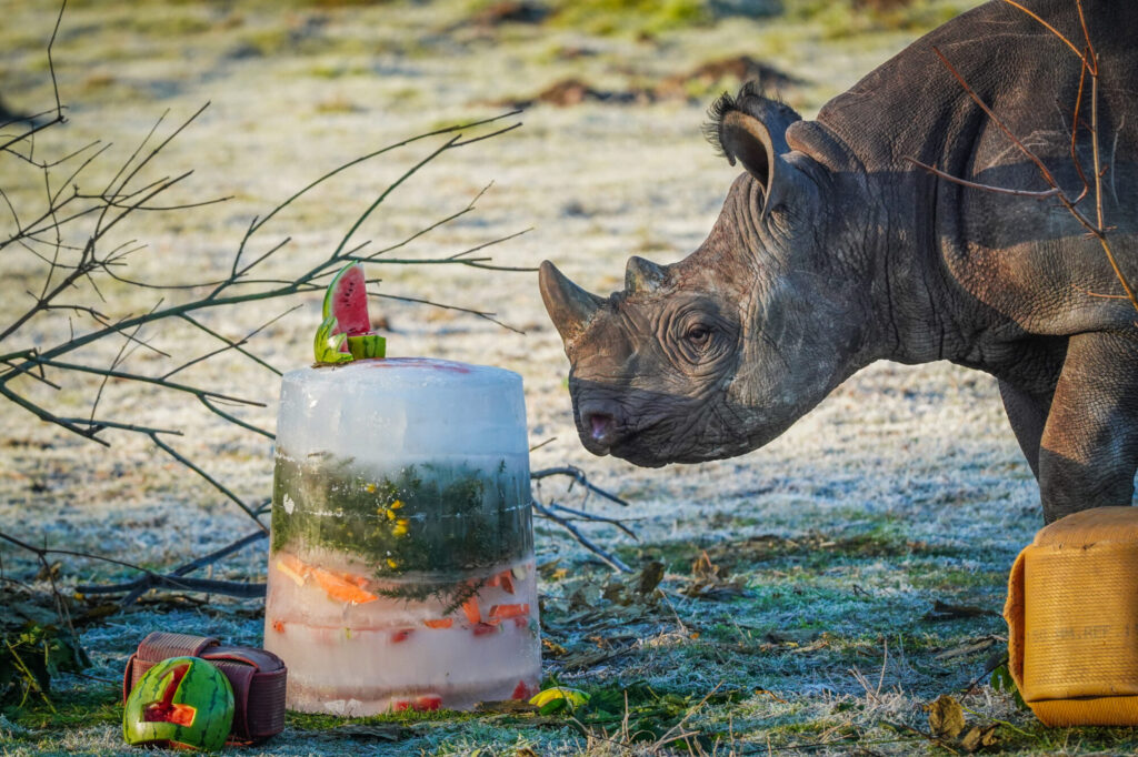 How Yorkshire Wildlife Park’s Black Rhino Rocco Is Helping Save His Species Post image 7 Image name DSC06924 the 7 image from the post How Yorkshire Wildlife Park’s Black Rhino Rocco Is Helping Save His Species in Yorkshire.com.