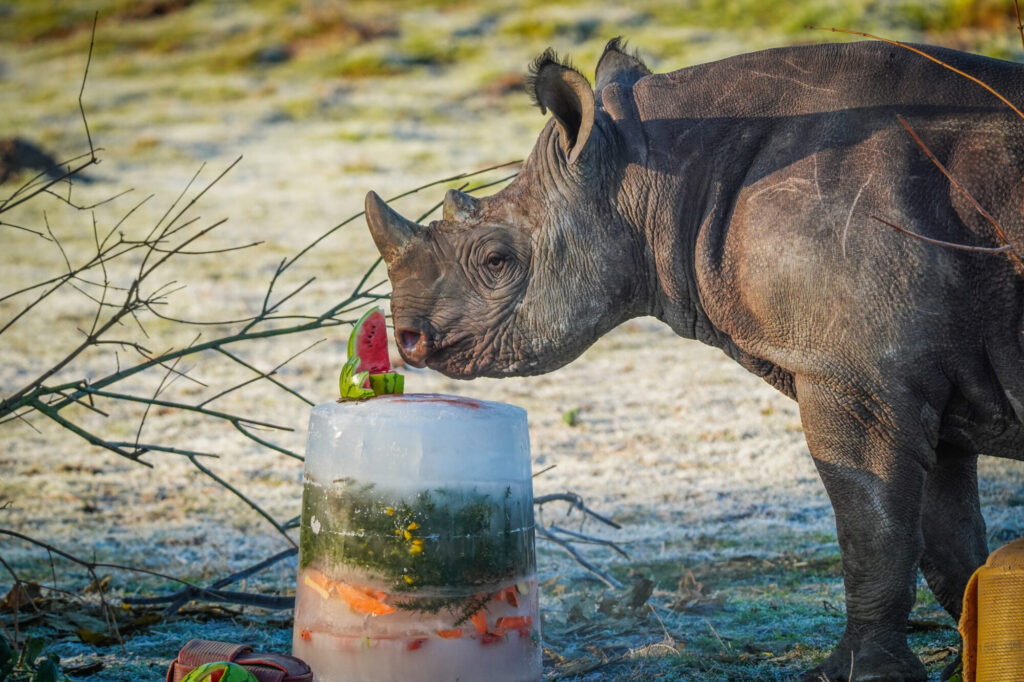 How Yorkshire Wildlife Park’s Black Rhino Rocco Is Helping Save His Species Post image 8 Image name DSC06935 the 8 image from the post How Yorkshire Wildlife Park’s Black Rhino Rocco Is Helping Save His Species in Yorkshire.com.