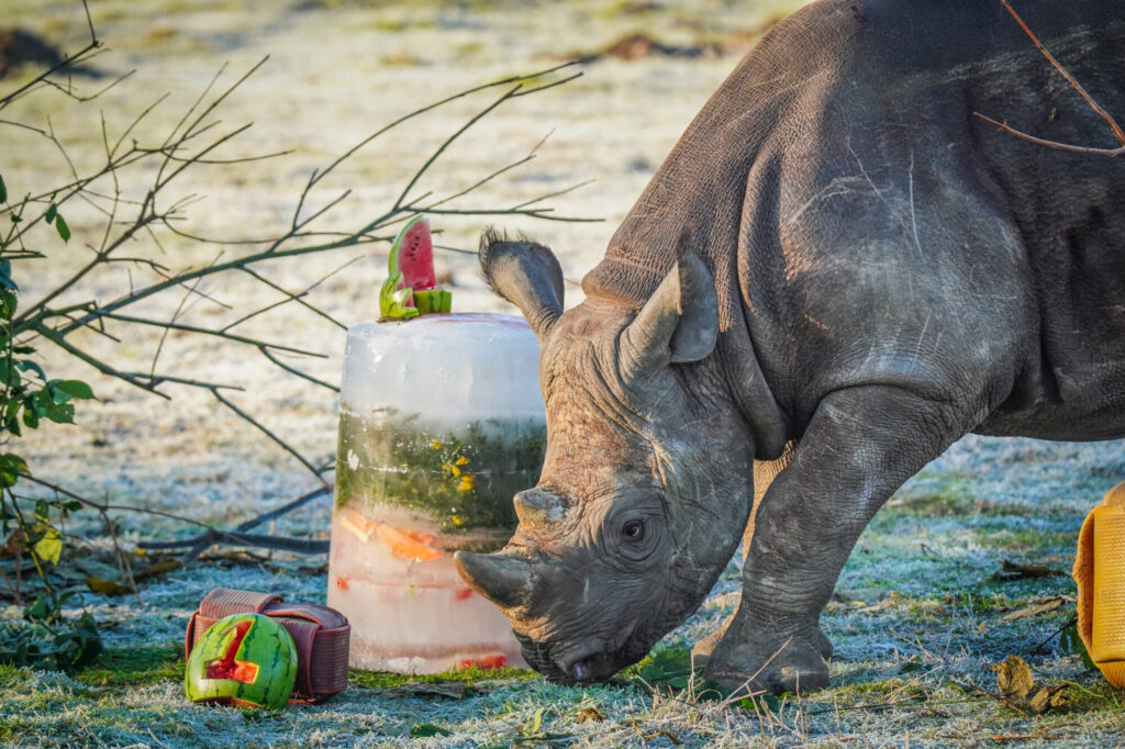 How Yorkshire Wildlife Park’s Black Rhino Rocco Is Helping Save His Species Post image 9 Image name DSC06940 the 9 image from the post How Yorkshire Wildlife Park’s Black Rhino Rocco Is Helping Save His Species in Yorkshire.com.
