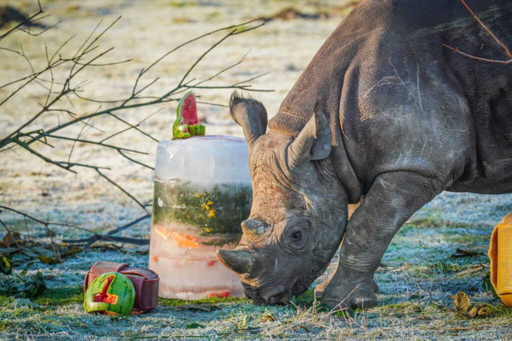 How Yorkshire Wildlife Park’s Black Rhino Rocco Is Helping Save His Species Post image 1 Image name DSC06941 the 1 image from the post How Yorkshire Wildlife Park’s Black Rhino Rocco Is Helping Save His Species in Yorkshire.com.