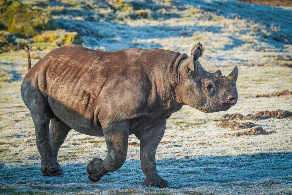 How Yorkshire Wildlife Park’s Black Rhino Rocco Is Helping Save His Species Post image 2 Image name DSC06989 the 2 image from the post How Yorkshire Wildlife Park’s Black Rhino Rocco Is Helping Save His Species in Yorkshire.com.