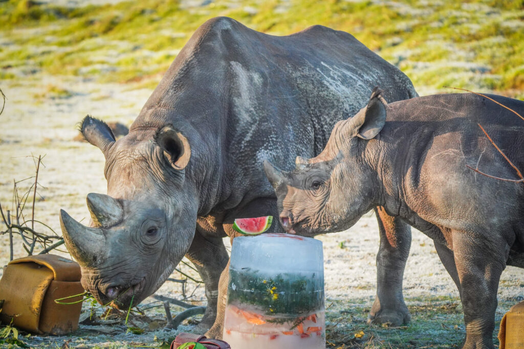 How Yorkshire Wildlife Park’s Black Rhino Rocco Is Helping Save His Species Post image 3 Image name DSC06991 the 3 image from the post How Yorkshire Wildlife Park’s Black Rhino Rocco Is Helping Save His Species in Yorkshire.com.