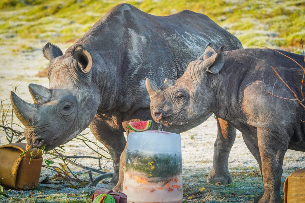 How Yorkshire Wildlife Park’s Black Rhino Rocco Is Helping Save His Species Post image 4 Image name DSC06994 the 4 image from the post How Yorkshire Wildlife Park’s Black Rhino Rocco Is Helping Save His Species in Yorkshire.com.