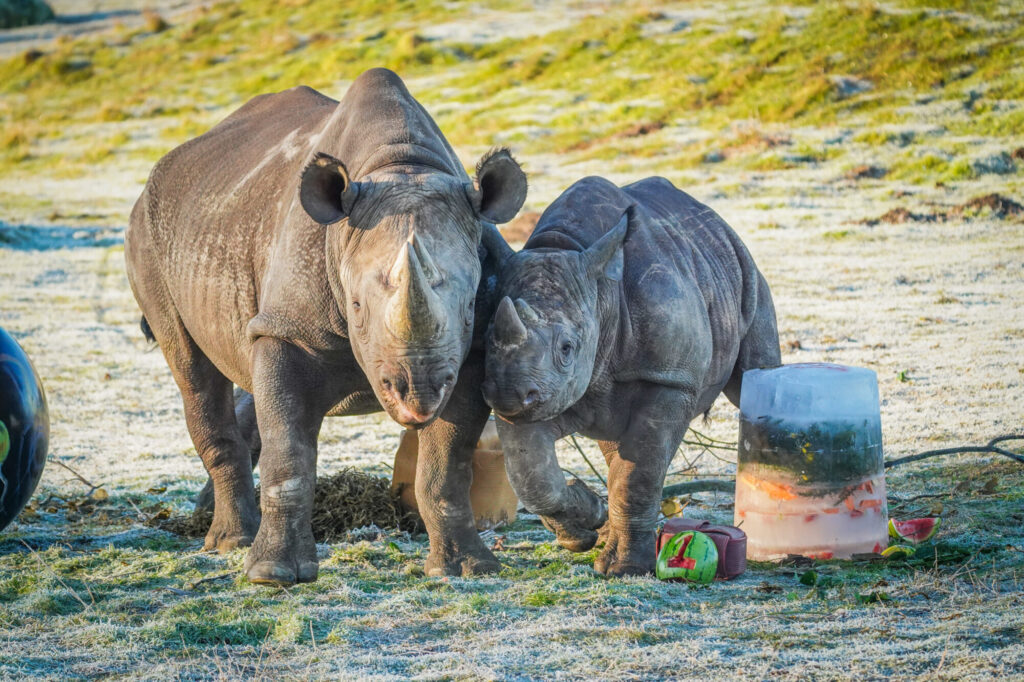 How Yorkshire Wildlife Park’s Black Rhino Rocco Is Helping Save His Species Post image 5 Image name DSC07004 the 5 image from the post How Yorkshire Wildlife Park’s Black Rhino Rocco Is Helping Save His Species in Yorkshire.com.