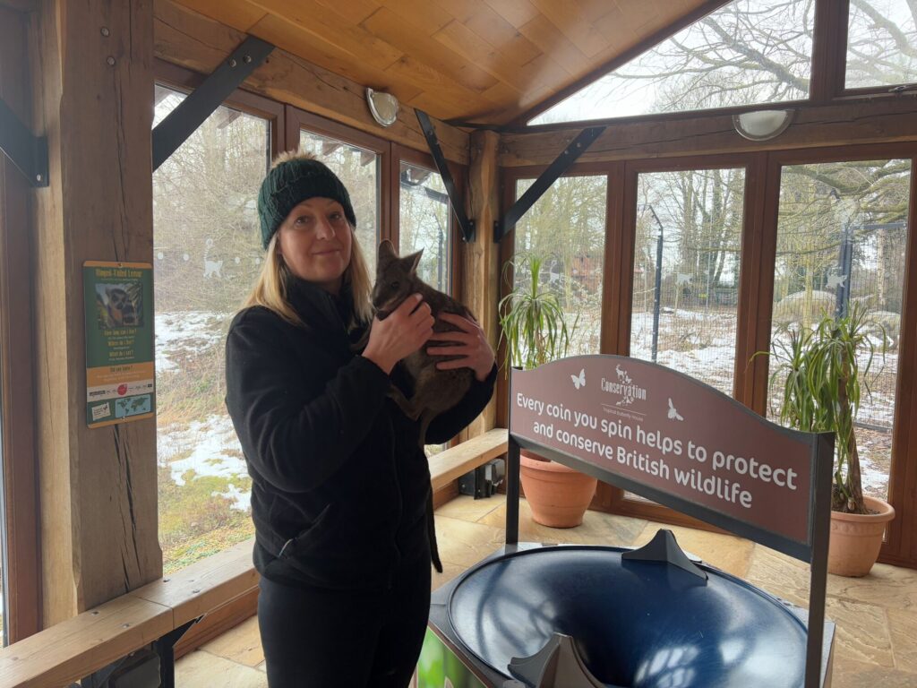 Image name Director and Conservation manager Jo with Wally the wallaby Jan 2025 the 1 image from the post Where’s Wally the Wallaby? A Story of Hope, Healing and Hopping Home in Yorkshire.com.