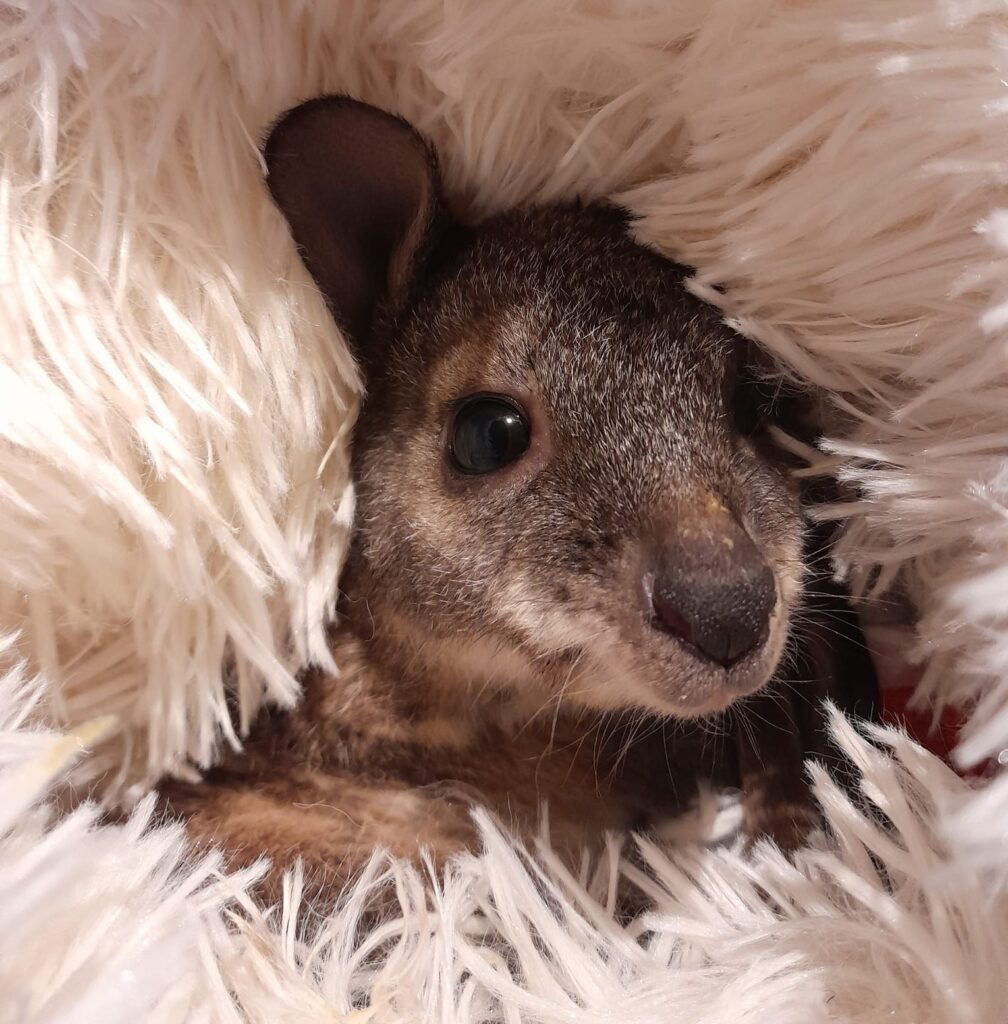 Image name Meet a young Wally the wallaby 2023 the 3 image from the post Where’s Wally the Wallaby? A Story of Hope, Healing and Hopping Home in Yorkshire.com.