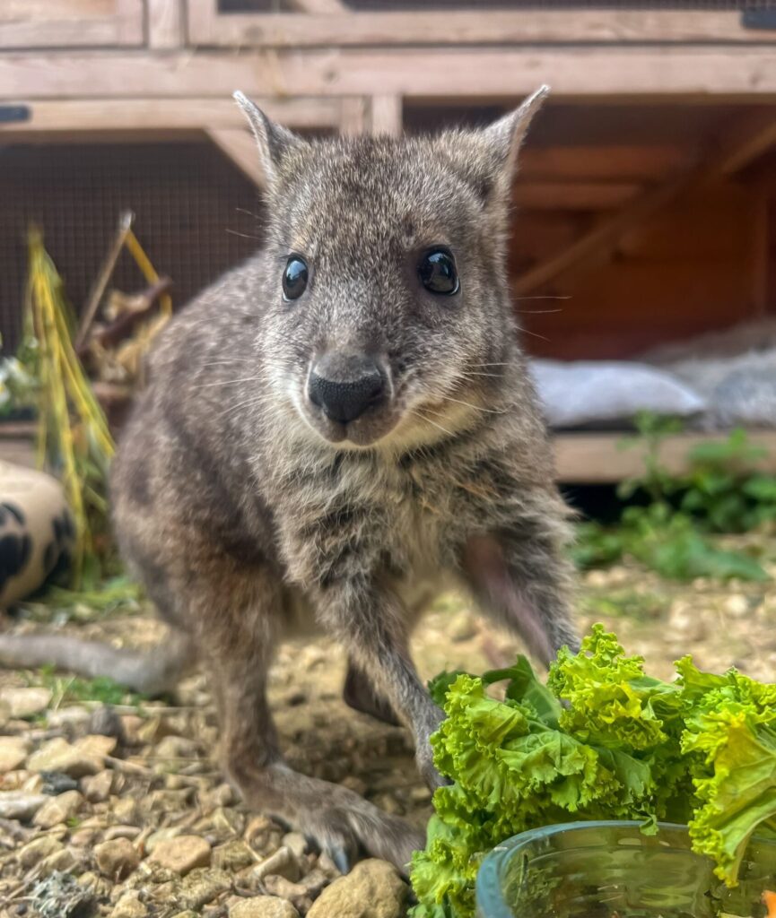 Image name Wally in his summer enclosure 2024 the 4 image from the post Where’s Wally the Wallaby? A Story of Hope, Healing and Hopping Home in Yorkshire.com.