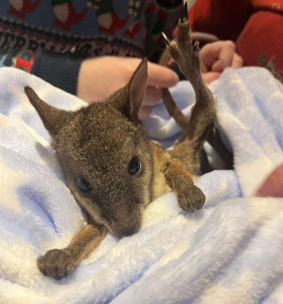 Image name Wally the wallaby is handreared following a tail injury 2023 the 2 image from the post Where’s Wally the Wallaby? A Story of Hope, Healing and Hopping Home in Yorkshire.com.