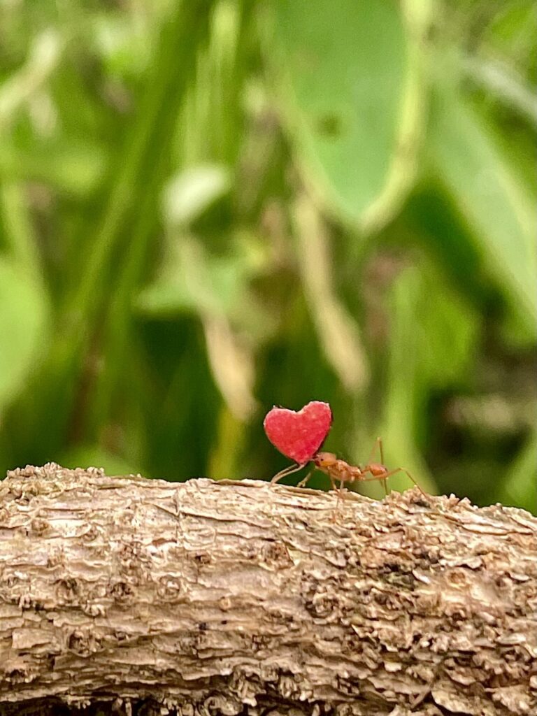 Valentine's Day at Tropical Butterfly House: Love Bug Hearts and Leafcutter Ants in Action Post image 1 Image name TBH Leaf cutter ants 2 1 the 1 image from the post Valentine's Day at Tropical Butterfly House: Love Bug Hearts and Leafcutter Ants in Action in Yorkshire.com.