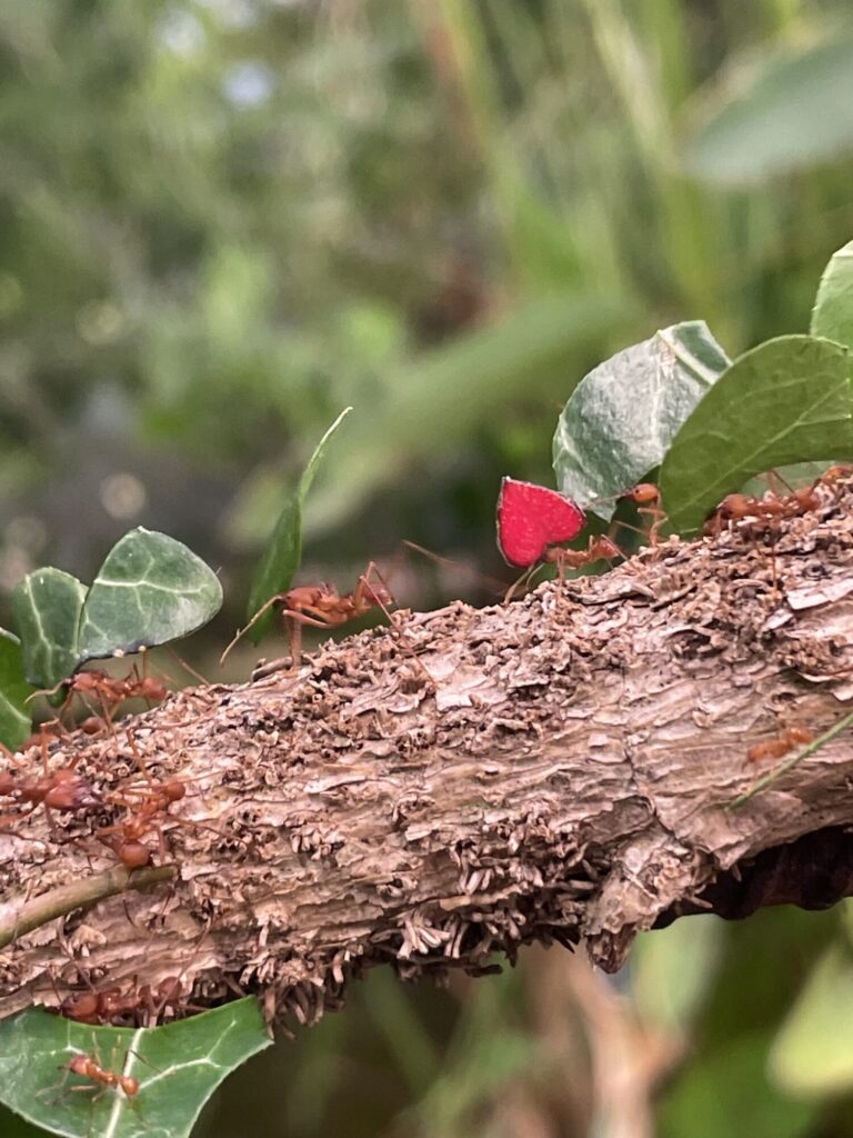 Valentine's Day at Tropical Butterfly House: Love Bug Hearts and Leafcutter Ants in Action Post image 2 Image name TBH Leaf cutter ants the 2 image from the post Valentine's Day at Tropical Butterfly House: Love Bug Hearts and Leafcutter Ants in Action in Yorkshire.com.