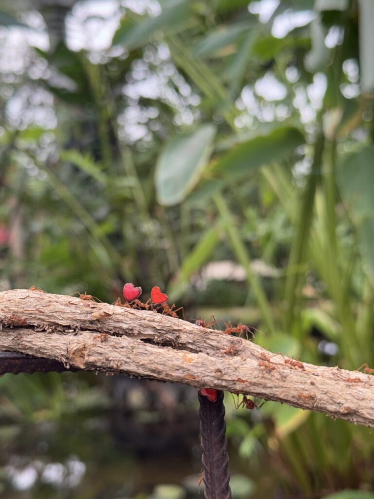 Valentine's Day at Tropical Butterfly House: Love Bug Hearts and Leafcutter Ants in Action Post image 3 Image name TBH leaf cutter ants 4 1 the 3 image from the post Valentine's Day at Tropical Butterfly House: Love Bug Hearts and Leafcutter Ants in Action in Yorkshire.com.