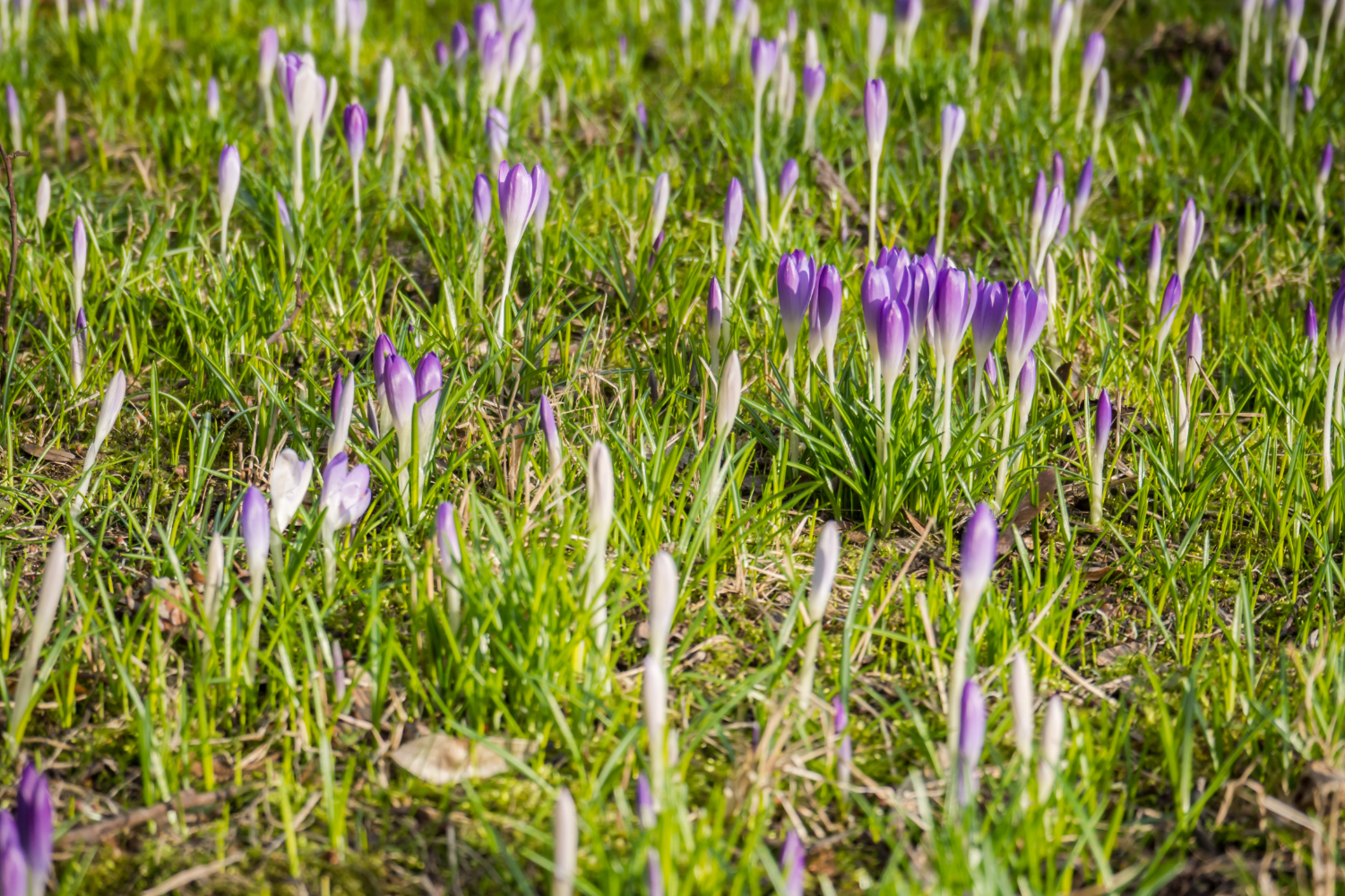 Image name crocus buds the 1 image from the post Newsletter: Saturday 22nd February 2025 in Yorkshire.com.