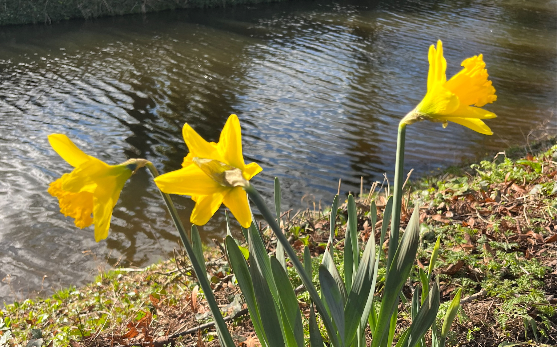 Image name daffodils ripon racecourse the 32 image from the post Newsletter: Saturday 1st March 2025 in Yorkshire.com.