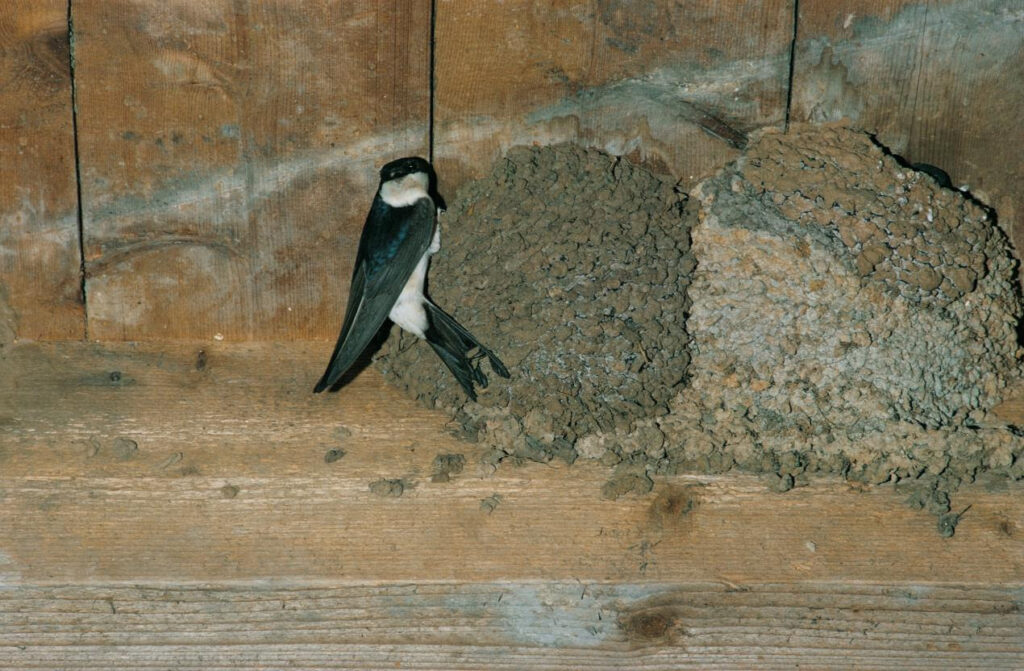 National Lottery Grant Boosts Efforts to Save Yorkshire Dales' Red List House Birds Post image 1 Image name unnamed 4 the 1 image from the post National Lottery Grant Boosts Efforts to Save Yorkshire Dales' Red List House Birds in Yorkshire.com.