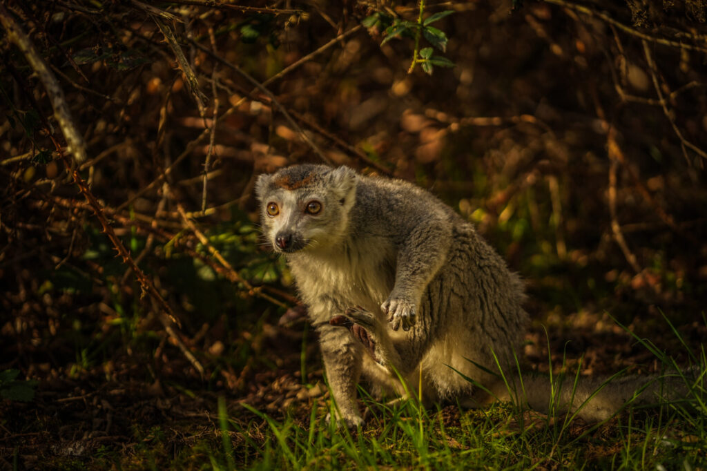 Image name DSC04961 the 3 image from the post Yorkshire Wildlife Park Welcomes Bindi, a New Crowned Lemur—Here’s Why That Matters in Yorkshire.com.