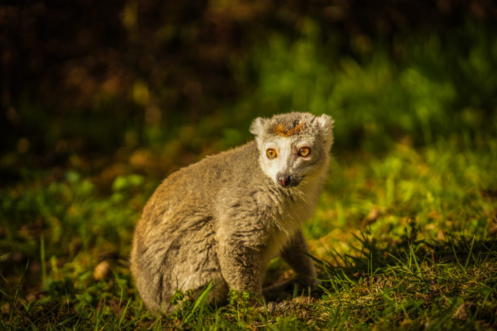 Image name DSC04973 the 2 image from the post Yorkshire Wildlife Park Welcomes Bindi, a New Crowned Lemur—Here’s Why That Matters in Yorkshire.com.