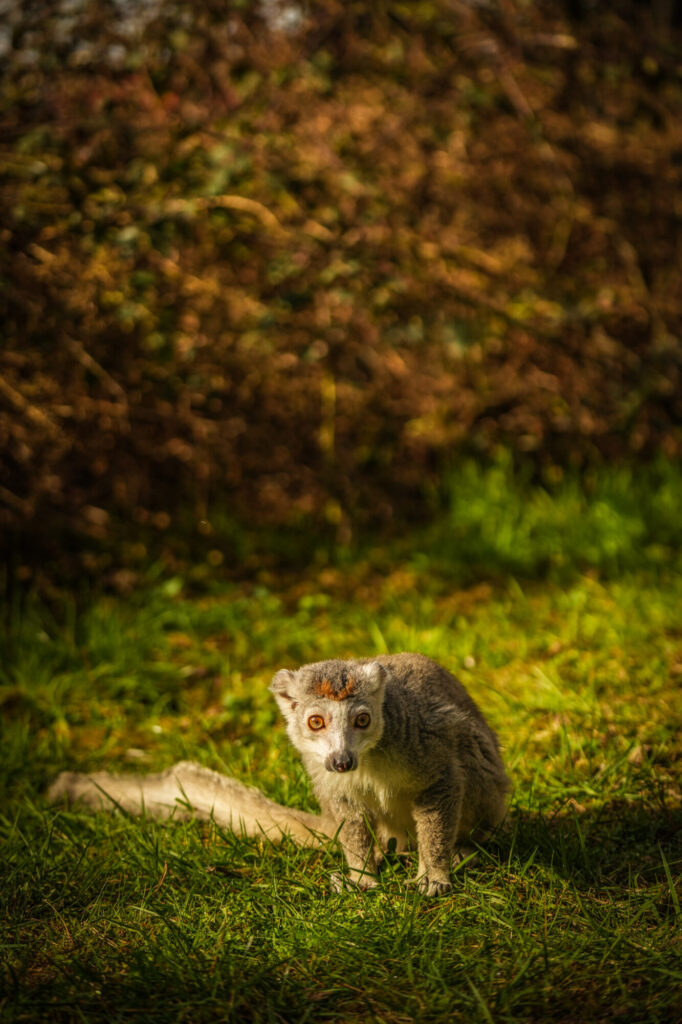 Image name DSC04978 the 1 image from the post Yorkshire Wildlife Park Welcomes Bindi, a New Crowned Lemur—Here’s Why That Matters in Yorkshire.com.