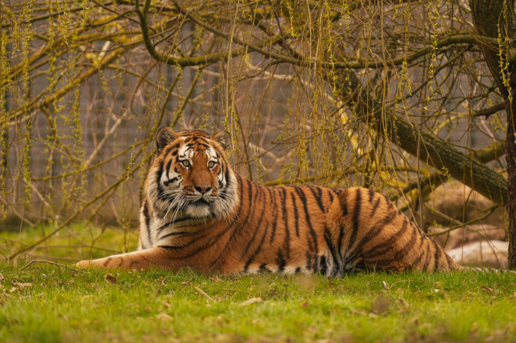 Why Yorkshire Wildlife Park's New Amur Tiger Is A Big Deal For Conservation Post image 2 Image name DSC05473 the 2 image from the post Why Yorkshire Wildlife Park's New Amur Tiger Is A Big Deal For Conservation in Yorkshire.com.