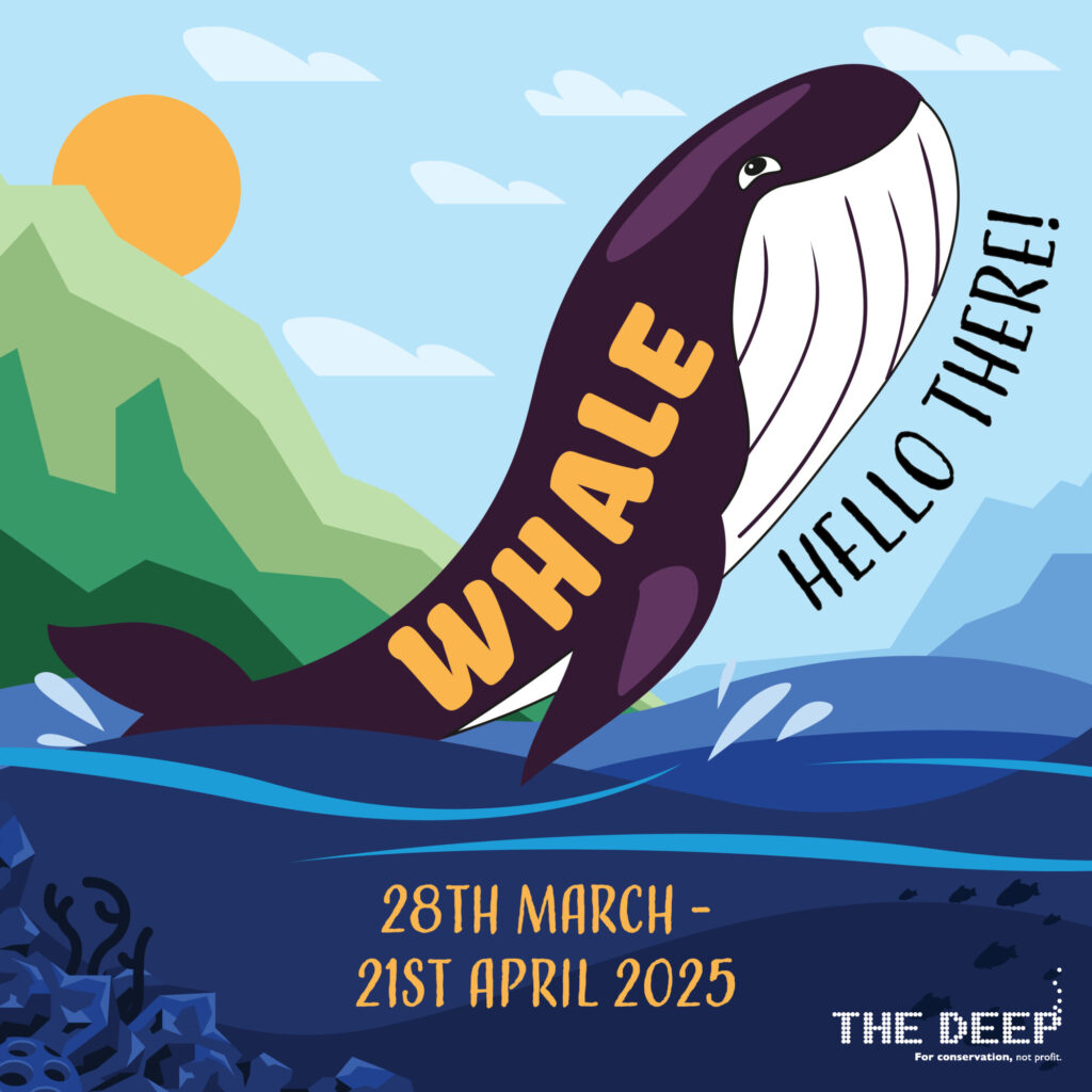 Easter in Yorkshire 2025: Family Activities, Egg Hunts, and Spring Events Post image 7 marine mammals this Easter holidays at The Deep