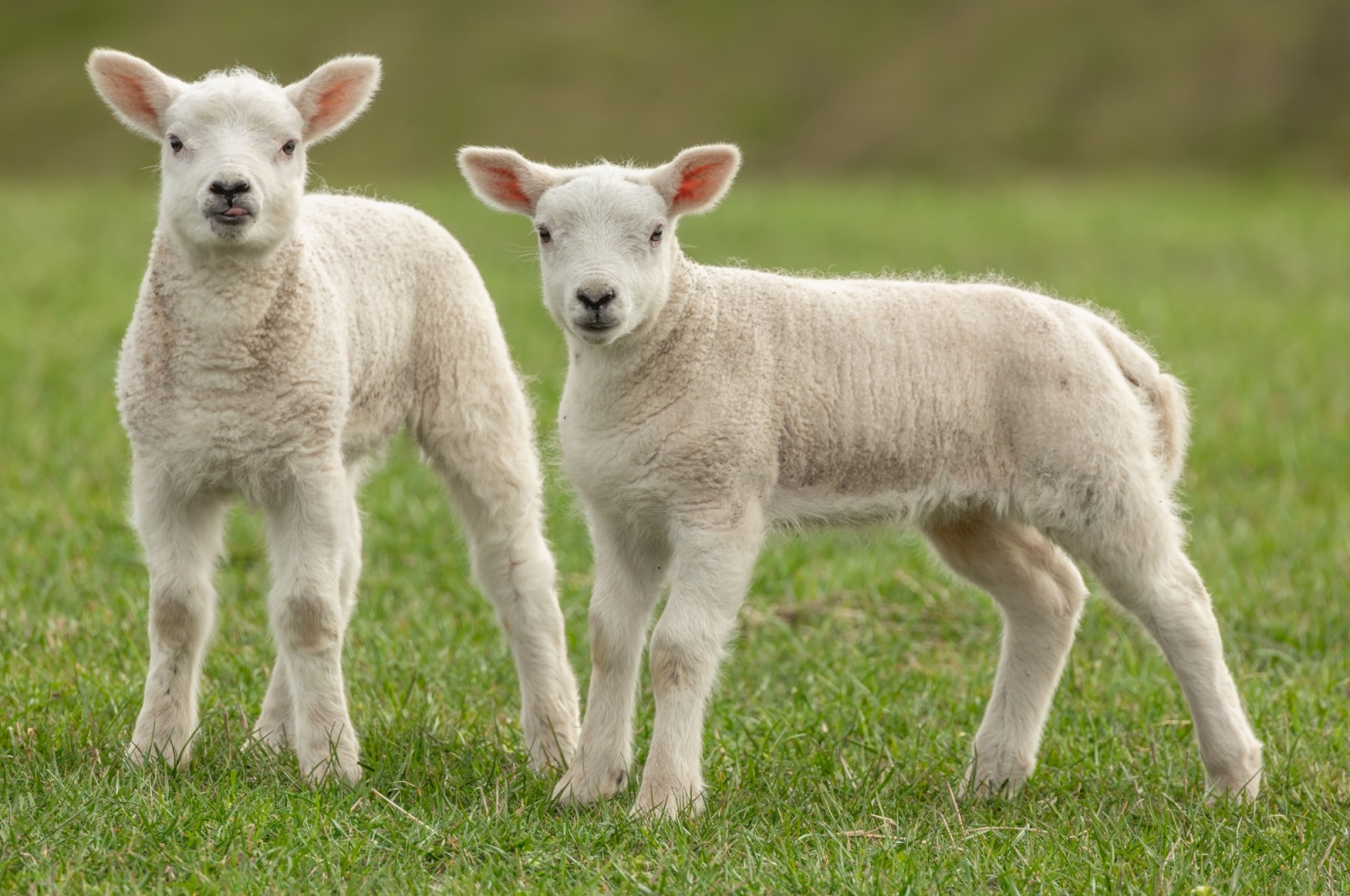 Image name lambs in yorkshire dales the 29 image from the post Newsletter: Friday 21st March 2025 in Yorkshire.com.