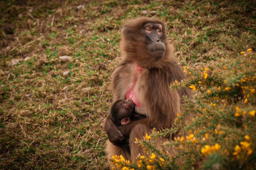 When Was the Baby Gelada Monkey Born at Yorkshire Wildlife Park? Post image 2 Image name DSC06100 the 2 image from the post When Was the Baby Gelada Monkey Born at Yorkshire Wildlife Park? in Yorkshire.com.