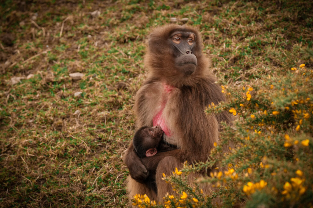 When Was the Baby Gelada Monkey Born at Yorkshire Wildlife Park? Post image 3 Image name DSC06103 the 3 image from the post When Was the Baby Gelada Monkey Born at Yorkshire Wildlife Park? in Yorkshire.com.