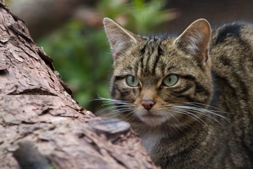 Image name Wildcat 4 the 1 image from the post Where Can You See Scottish Wildcats in England? Askham Bryan’s New Arrivals Are Worth the Trip in Yorkshire.com.
