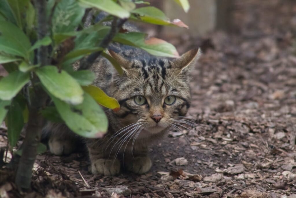 Image name Wildcat 7 the 2 image from the post Where Can You See Scottish Wildcats in England? Askham Bryan’s New Arrivals Are Worth the Trip in Yorkshire.com.