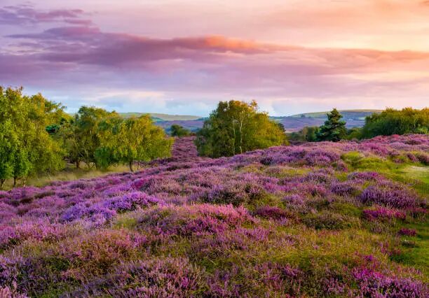 Where Can I Go On Holiday In The UK With My Dog? Post image 5 Image name unnamed 10 the 5 image from the post Where Can I Go On Holiday In The UK With My Dog? in Yorkshire.com.