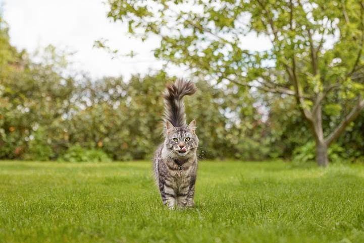 a cat