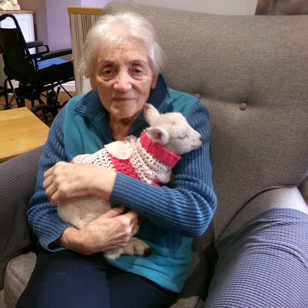 Image name Lambs 24 the 1 image from the post Baby Lambs Bring Joy to York Care Home Residents in Yorkshire.com.