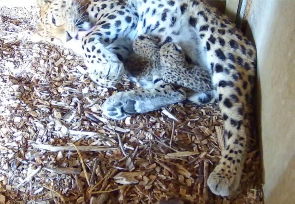 Image name WhatsApp Image 2025 05 01 at 10.40.08 1 the 1 image from the post Amur Leopard Cubs Born at Yorkshire Wildlife Park: How Rare are They and When Can You See Them? in Yorkshire.com.