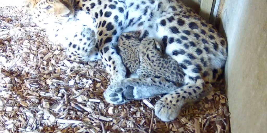 Image name WhatsApp Image 2025 05 01 at 10.40.08 2 the 2 image from the post Amur Leopard Cubs Born at Yorkshire Wildlife Park: How Rare are They and When Can You See Them? in Yorkshire.com.
