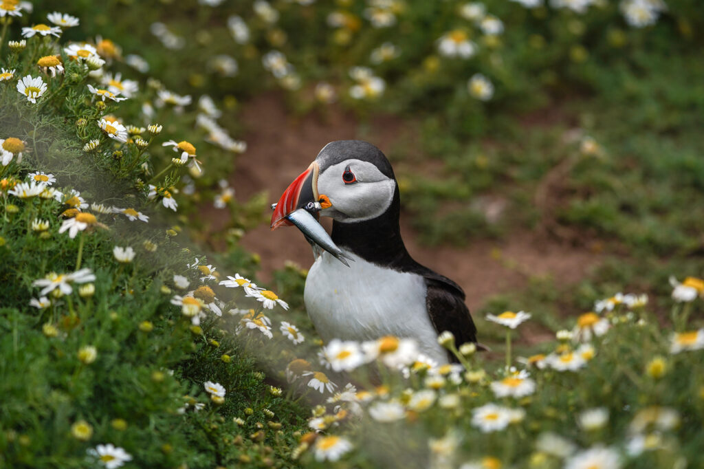 Make the Most of Spring Bank Holiday 2025 in Yorkshire Post image 3 Image name puffin with fish spring flowers the 3 image from the post Make the Most of Spring Bank Holiday 2025 in Yorkshire in Yorkshire.com.