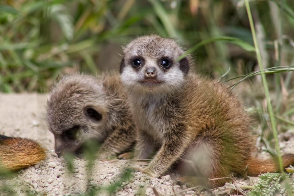 Double the Cuteness at Askham Bryan Wildlife and Conservation Park! Post image 5 Image name 505748092 1111806220981717 7937512679737868913 n the 5 image from the post Double the Cuteness at Askham Bryan Wildlife and Conservation Park! in Yorkshire.com.