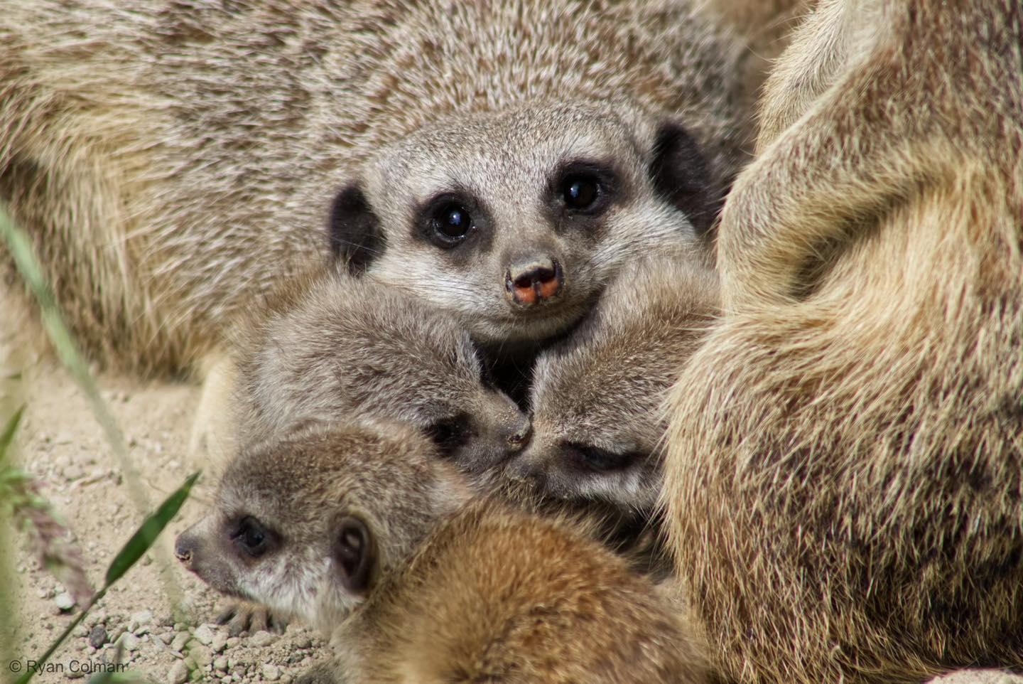 Image name 505947282 1111806224315050 4208357979451717944 n the 22 image from the post Double the Cuteness at Askham Bryan Wildlife and Conservation Park! in Yorkshire.com.