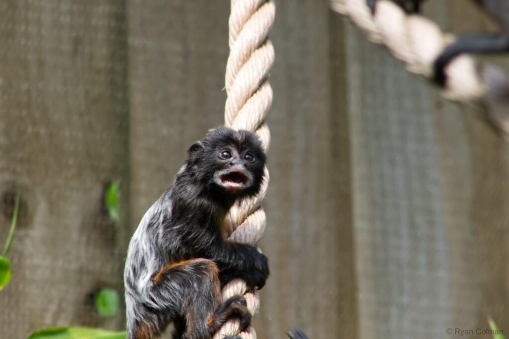 Double the Cuteness at Askham Bryan Wildlife and Conservation Park! Post image 1 Image name 506096947 1111813284314344 5641420024833890654 n the 1 image from the post Double the Cuteness at Askham Bryan Wildlife and Conservation Park! in Yorkshire.com.