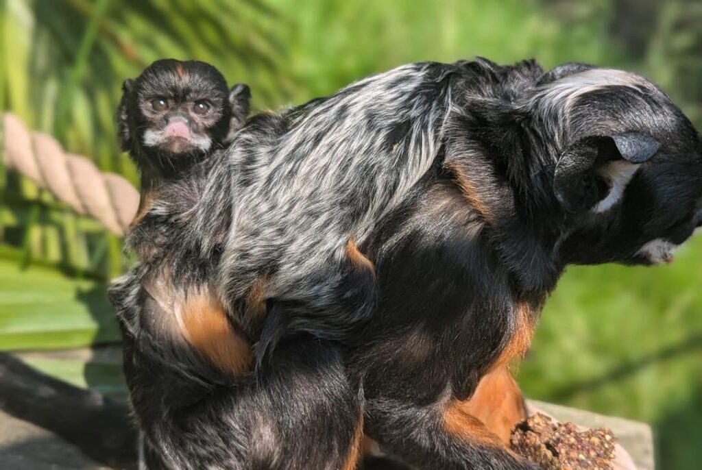 Double the Cuteness at Askham Bryan Wildlife and Conservation Park! Post image 6 Image name 506593856 1111813287647677 5685692752112967206 n the 6 image from the post Double the Cuteness at Askham Bryan Wildlife and Conservation Park! in Yorkshire.com.